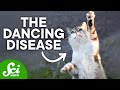 Japan's Ominous Dancing Cats and the Disaster That Followed