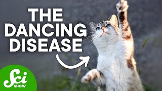 Japan's Ominous Dancing Cats and the Disaster That Followed