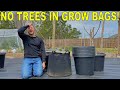 DON'T Plant Fruit Trees In Fabric Grow Bags!!!