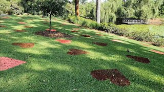 [4K] Brisbane Virtual Walking Tour: Brisbane Botanic Gardens (Mt Coot-tha) | February 2021