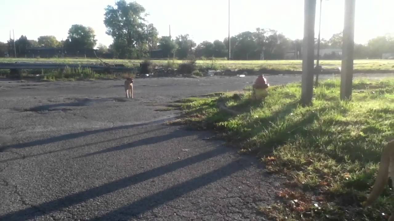 rescue dogs rock nyc Pops. 11.11.12