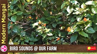 Nature WhatsApp Status | Bird sounds @ our Farm | Modern Mangai