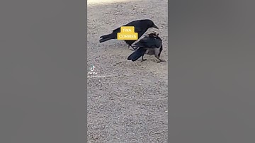 CROWS TWA CORBIES #live #youtube #video @ScottieMcClue