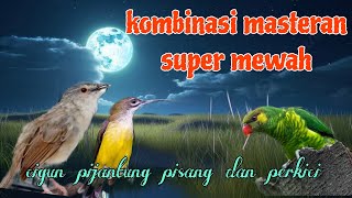 Masteran kombinasi super mewah ๐ฅ