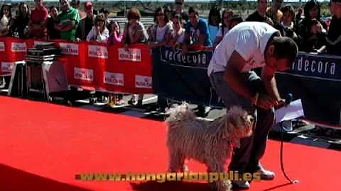 Linda, la puli, primera clasificada obediencia, Fe...