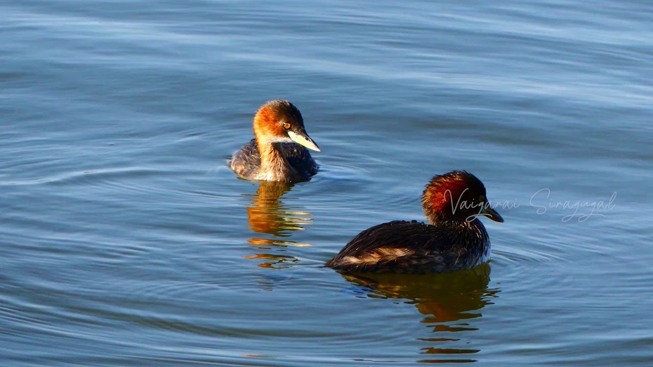 LITTLE GREBE .. முக்குளிப்பான் 