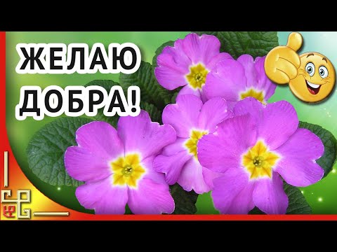 Добрые пожелания друзьям. Музыкальная открытка. Моим друзьям