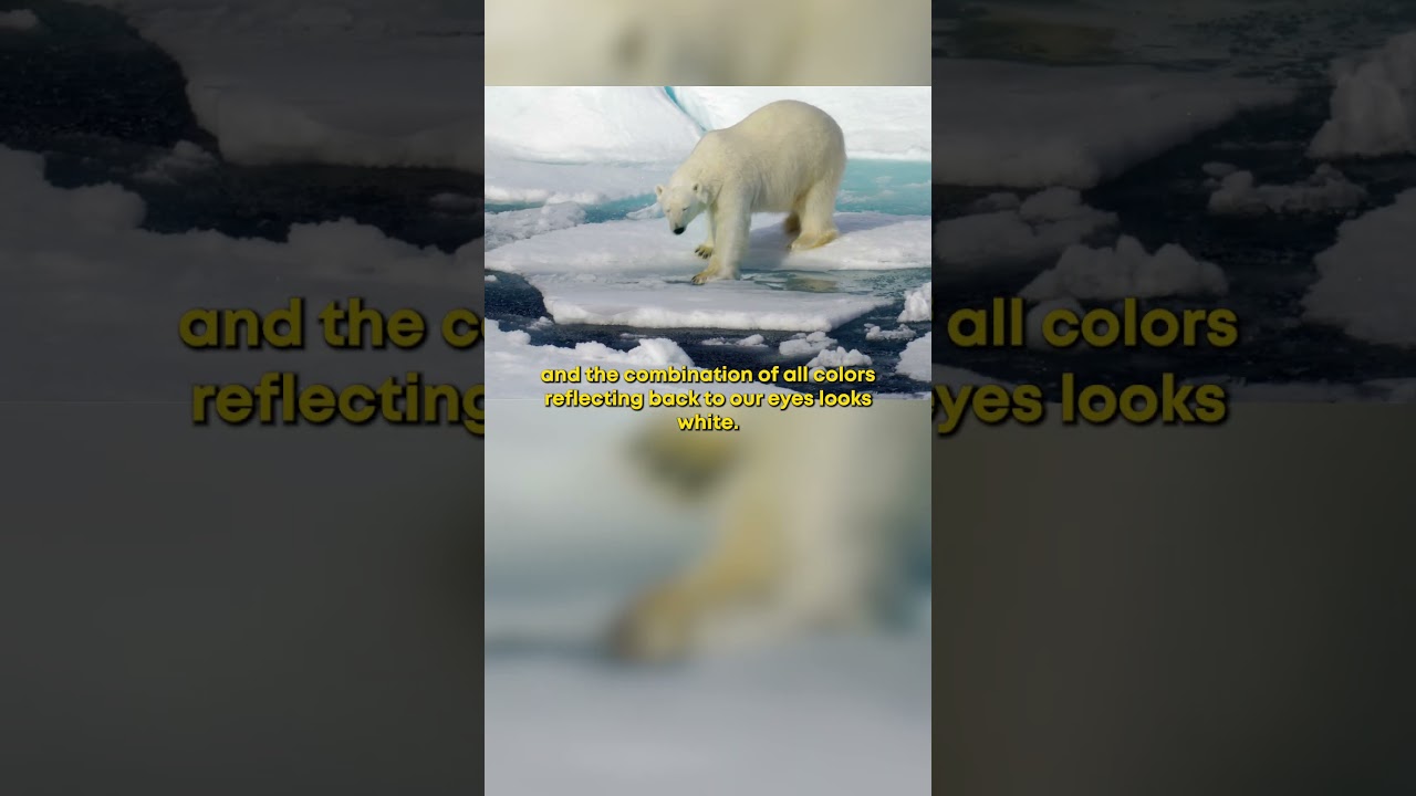🎬 #1 – Шерсть белого медведя не белая! Удивительные факты о медведях