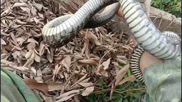 Cận cảnh săn bắt rắn hổ trâu to tự nhiên