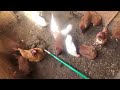 LIMPIANDO MI JAULA DE GALLINAS.