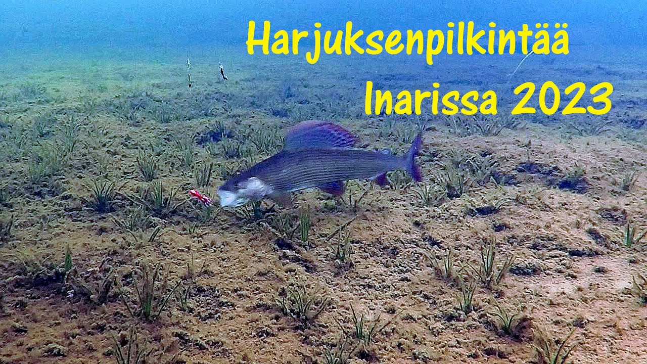 Harjuksen pilkintää Inarissa 2023.