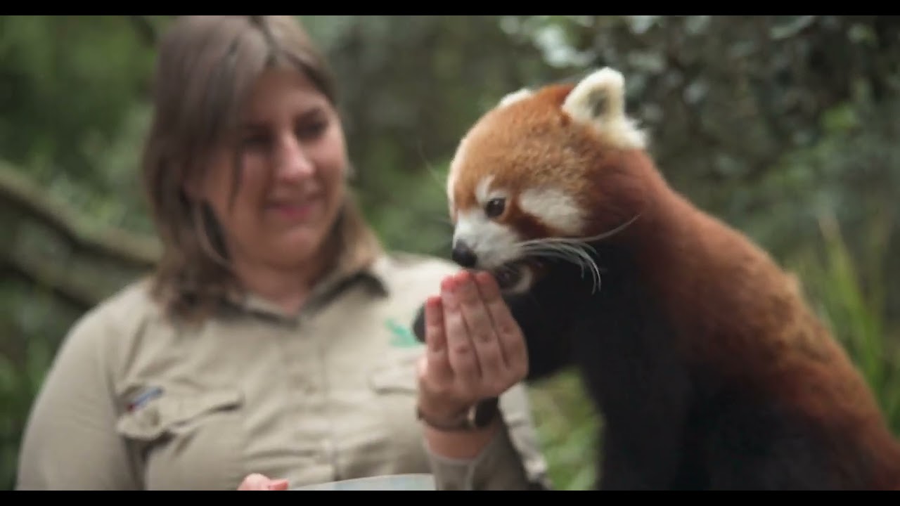 Warning: 90 seconds of extreme red panda cuteness ahead 🚨 - YouTube