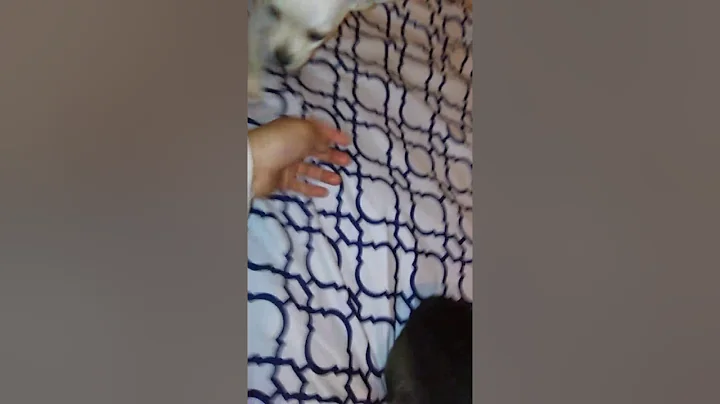 Showing you my new 2 dogs