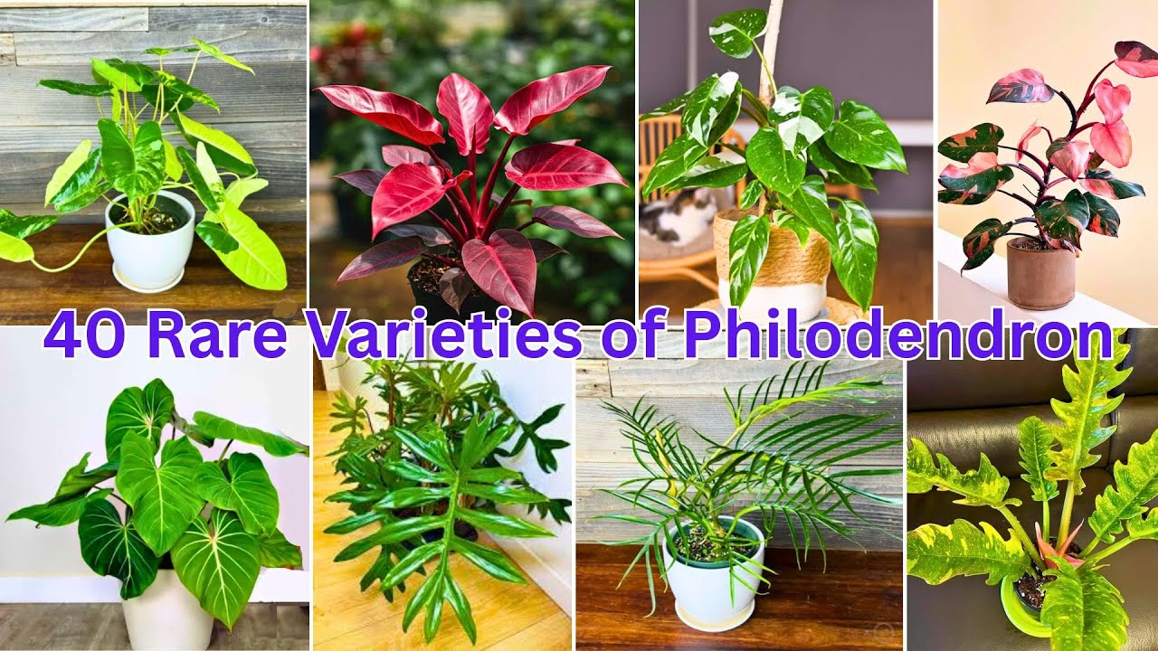 40 Philodendron Varieties You Need to Know About
