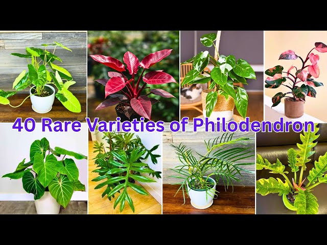 40 Philodendron Varieties You Need to Know About - YouTube