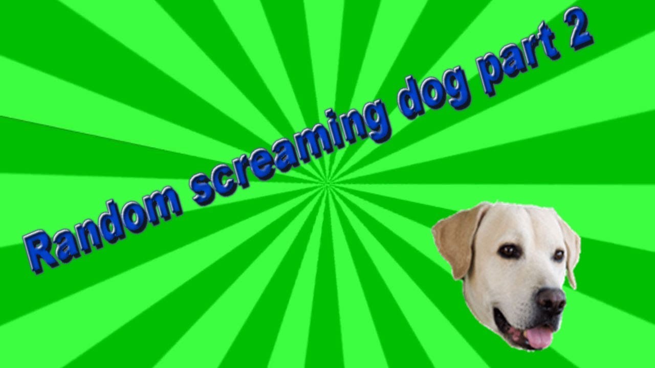 Random screaming dog part 2 YouTube