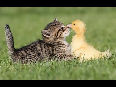 Top 10 Cutest Animals In The World - YouTube