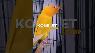 Download Lagu LOVEBIRD KONSLET❗SUARA MENGERIKAN #lovebirdkonslet #lovebird #trending #shorts #viralvideo MP3