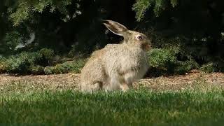 Do Rabbits Hibernate? Winter Survival Tactics of Fluffy Bunnies Bunnies Hibernate