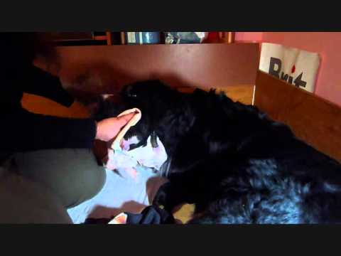 Video: Ako Kŕmiť Bernského Salašníckeho Psa