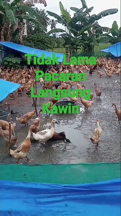 RAYUAN YANG HANDAL LANGSUNG KAWIN#shorts #short #shortvideo #bebek