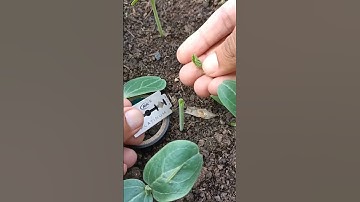 grafting guard techniques #grafting #farming #satisfying