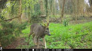 Trail Camera Wildlife | Night and Day | Roe deer | Garden Watch Burton Joyce | #nature