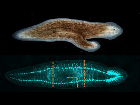 Video: ¿La planaria es un gusano?