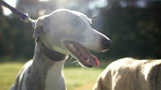 Whippet Lure Coursing New Zealand Canterbury