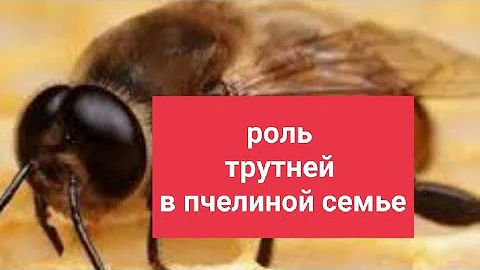 Роль трутней в пчелиной семье. Нужно ли срезать трутневый расплод?! В.Г. Кашковский