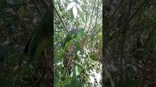 Intento Que Se Sienta Como En Su Hábitat