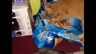 Rescue Cat Ra is busted breaking into the food stash