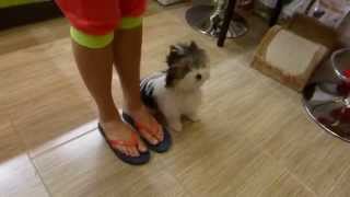 Clever 4,5 months biewer yorkie puppy doing basic tasks