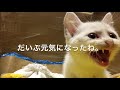 下半身麻痺の子猫を保護した 2日目