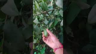 Lemons on our tree #ghat #nature #viral #viralvideo #lemons #food