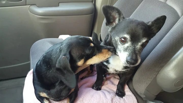 Roscoe and Cody going to Mimi and Papa