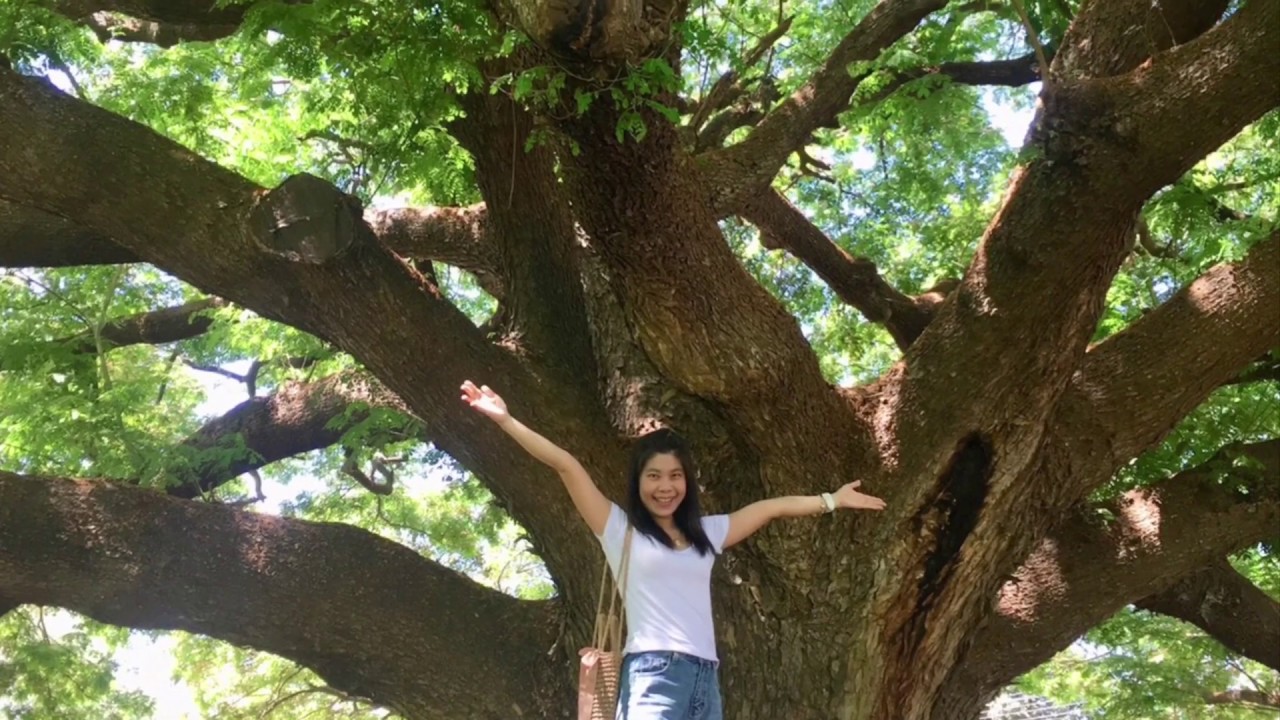#​7โมงล้อหมุน 📽️ต้นจามจุรี ยักษ์100 ปี กับมุมถ่ายรูปสวยๆ🌳กุ้ยฮั้ว