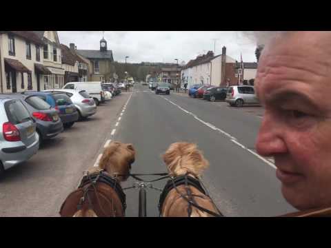 Video: Amerikaanse Shetland-perdras Allergene, Gesondheid En Lewensduur