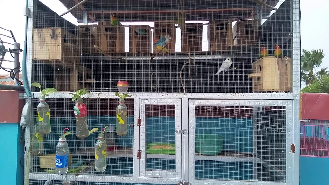 Burung Lovebird kesayangan(4) 