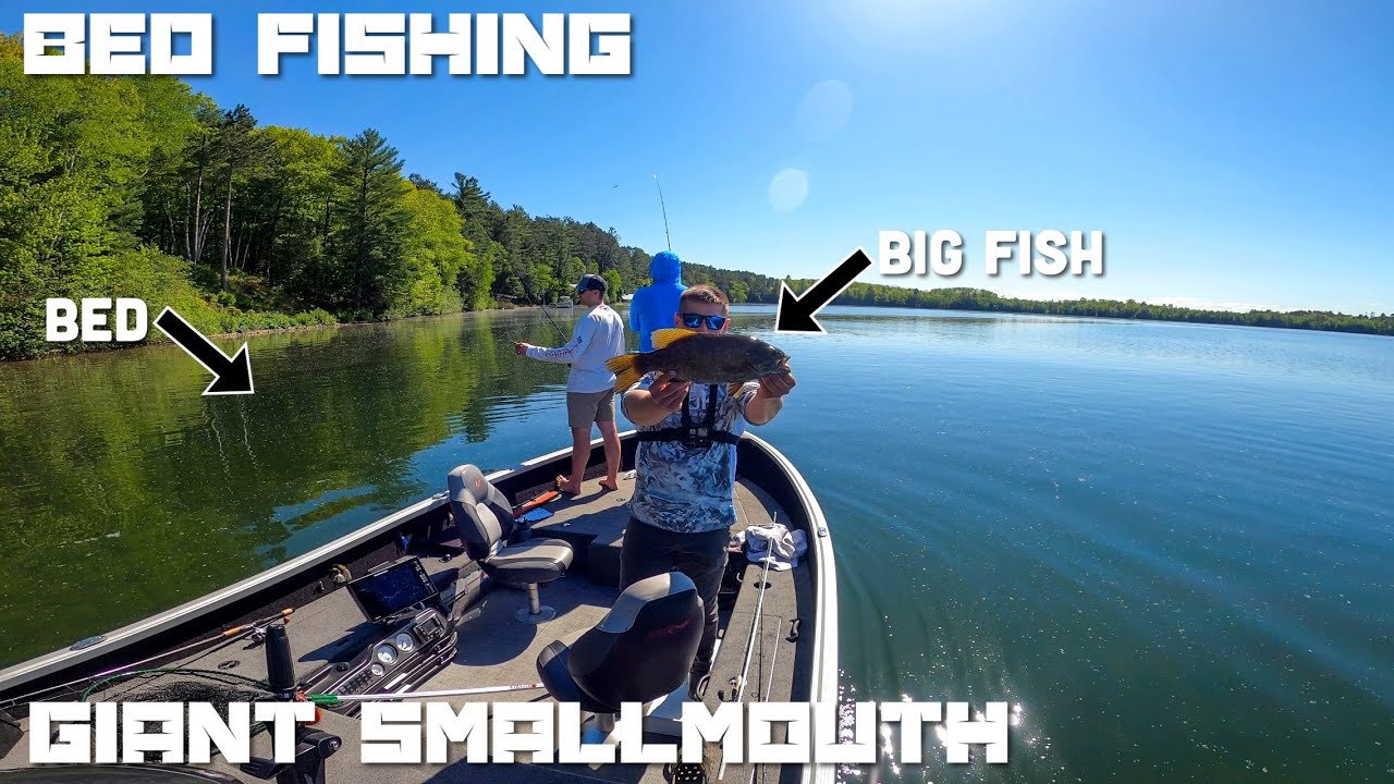 Smallmouth Bass Fishing the Spawn in Northern Wisconsin-Afternoon Day 1 (Minocqua 2024)