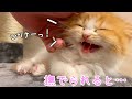 撫でられると嬉しくて鳴いちゃうマンチカンの子猫が可愛い!