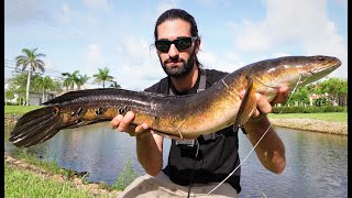 My first invasive west coast snakehead! Naples Florida has them!