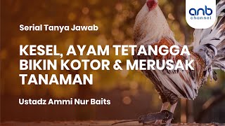 Ayam Tetangga Bikin Rusak Tanaman U0026 Kotoran Berserakan  Ustadz Ammi Nur Baits