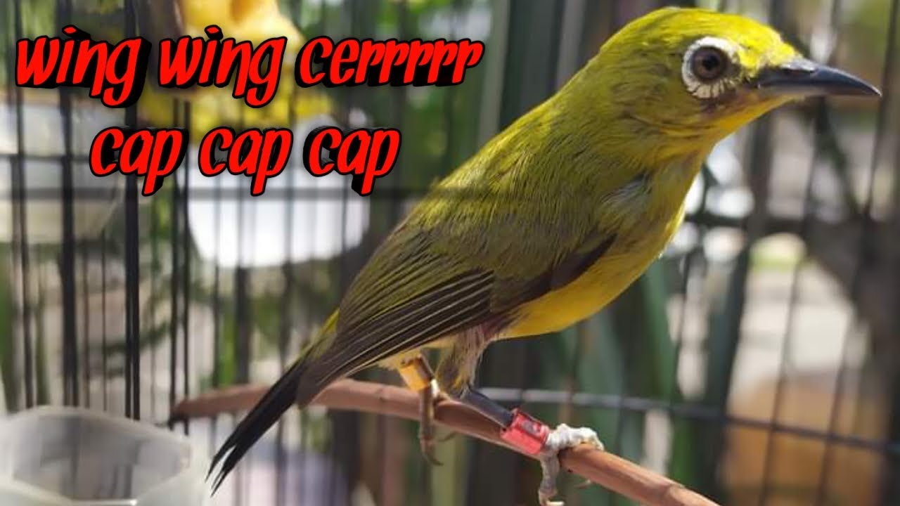 Pleci gacor nembak kenari panjang wing wing cerrrrr cap cap cap bikin ngiler ngiler