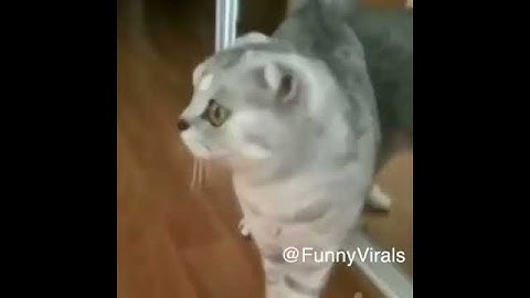 Cat Gets Scared by Her Own Reflection!