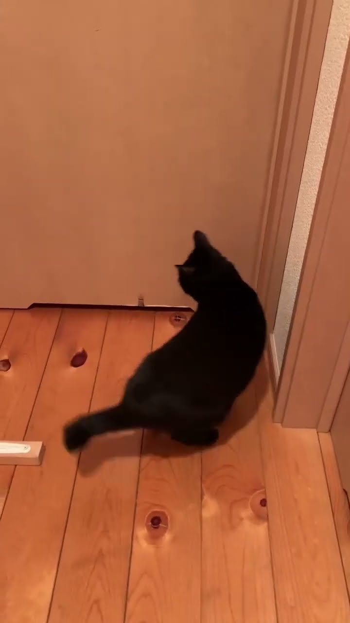 Funny  cats noire ?????????