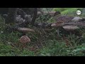 Наша Сибирь 4К: Шорская Тайга