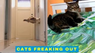 Cats Freaking Out  Cats Being Cats