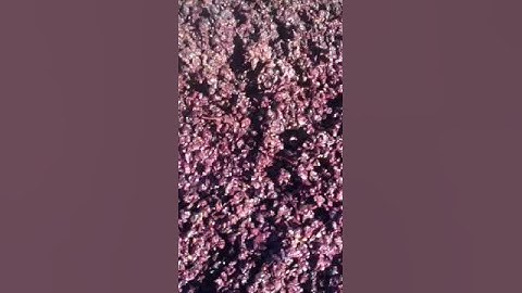 Graciano Ferment at Callaghan Vineyards