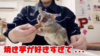 焼き芋が好きすぎる！【ショウガラゴのピザトル】